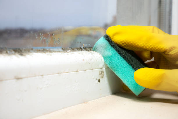 Best Black Mold Removal  in Camas, WA